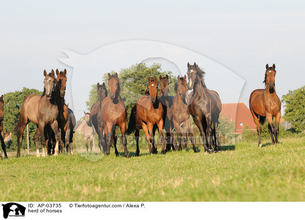 herd of horses / AP-03735