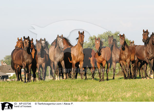 herd of horses / AP-03736