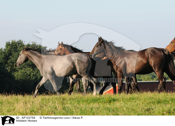 Holstein Horses / AP-03759