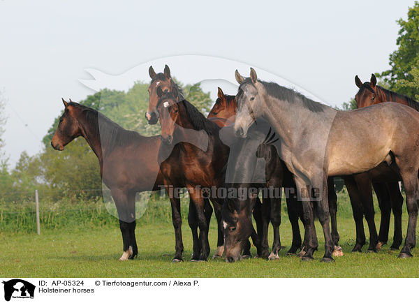 Holsteiner horses / AP-05324