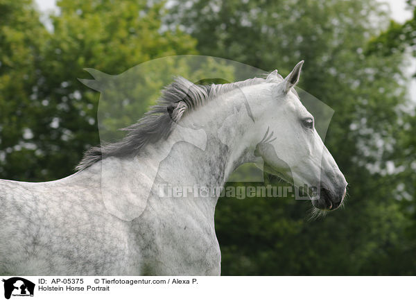 Holstein Horse Portrait / AP-05375