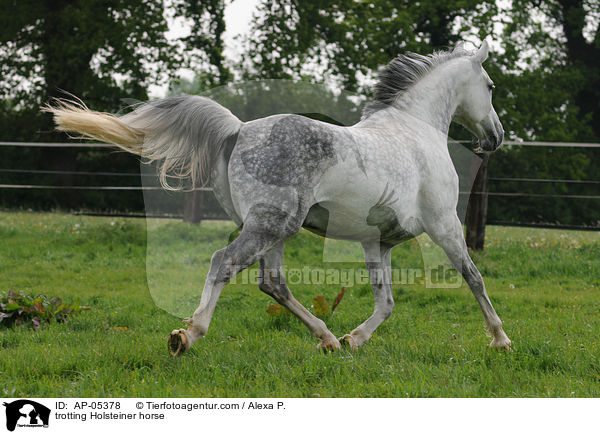 trotting Holsteiner horse / AP-05378