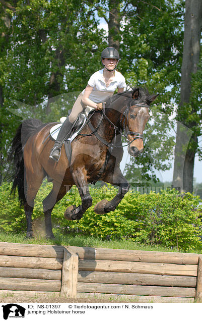 jumping Holsteiner horse / NS-01397