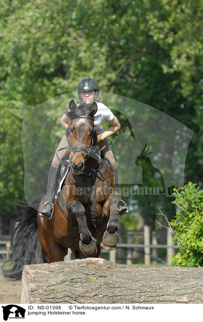jumping Holsteiner horse / NS-01398