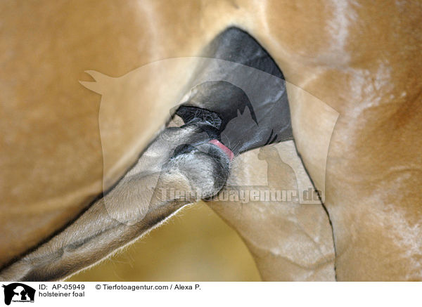holsteiner foal / AP-05949