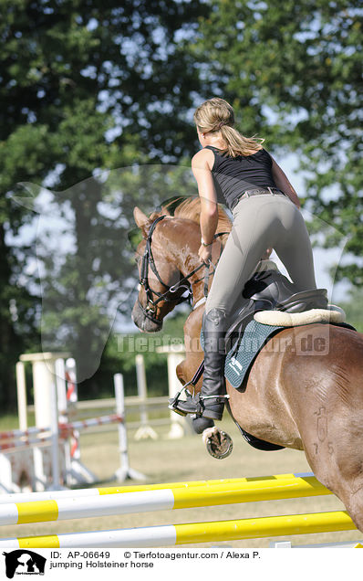 jumping Holsteiner horse / AP-06649