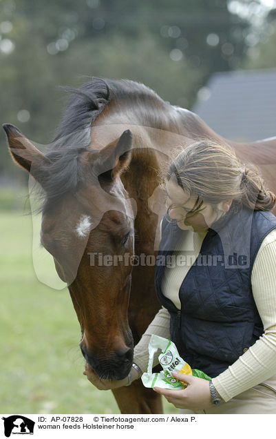 woman feeds Holsteiner horse / AP-07828