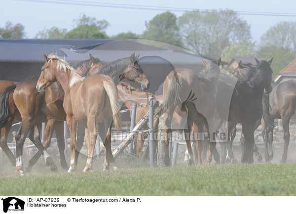 Holsteiner horses / AP-07939