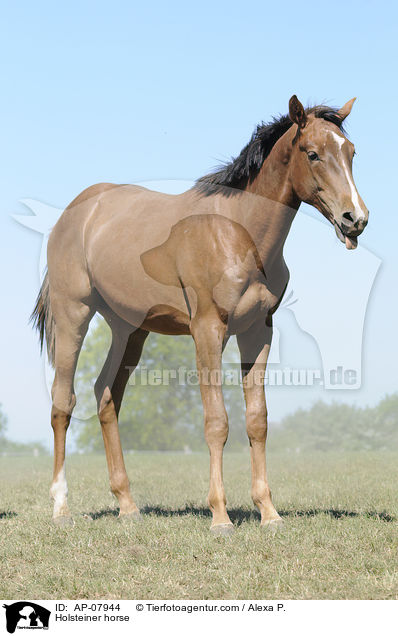 Holsteiner horse / AP-07944