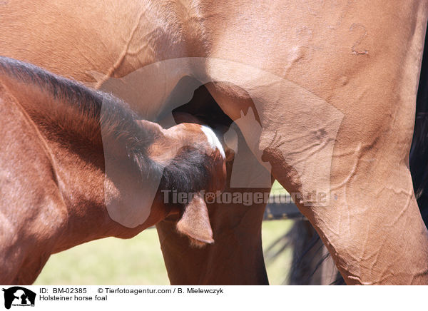 Holsteiner horse foal / BM-02385