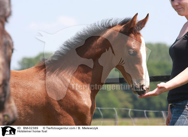 Holsteiner horse foal / BM-02389