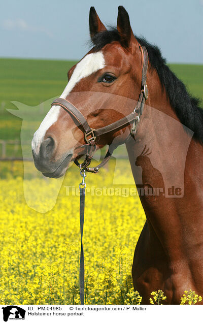 Holsteiner horse portrait / PM-04985