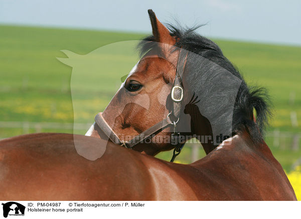 Holsteiner horse portrait / PM-04987