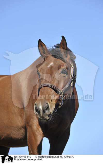 Holsteiner horse portrait / AP-09519
