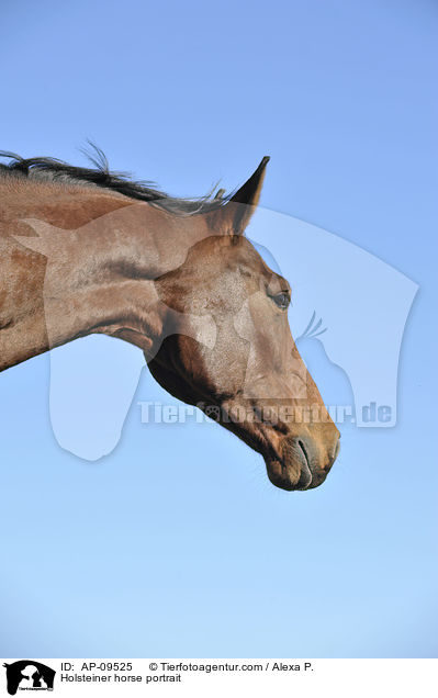 Holsteiner horse portrait / AP-09525