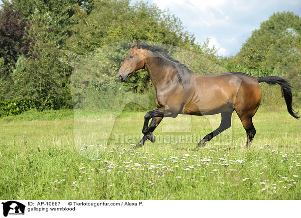 galloping warmblood / AP-10667