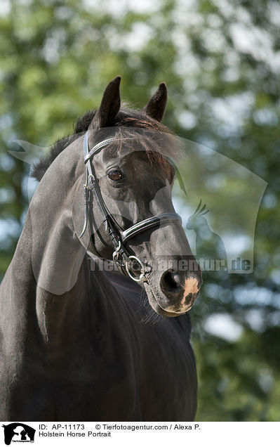 Holstein Horse Portrait / AP-11173