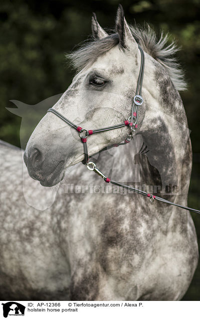 holstein horse portrait / AP-12366