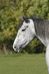 horse portrait