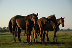 Holstein Horses