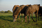 Holstein Horses