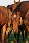 Holstein Horses