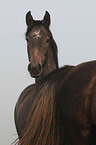 Holstein Horse Portrait