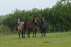 Holsteiner horses