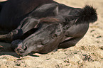 rolling warmblood