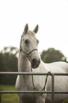 holstein horse portrait