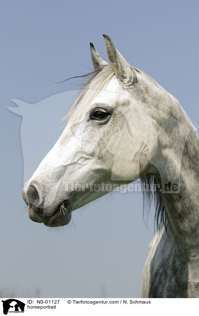 horseportrait / NS-01127
