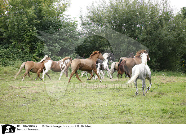herd of horses / RR-38692