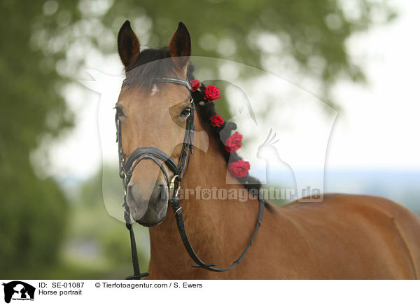 Pferd Portrait / Horse portrait / SE-01087