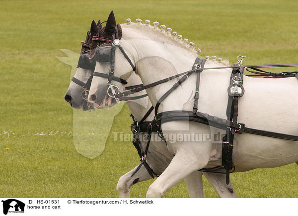 Pferdegespann / horse and cart / HS-01531