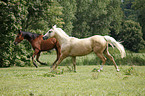 horses