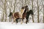 Frisian Horse and skewbald