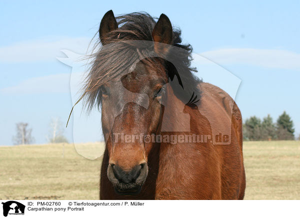 Huzule Portrait / Carpathian pony Portrait / PM-02760