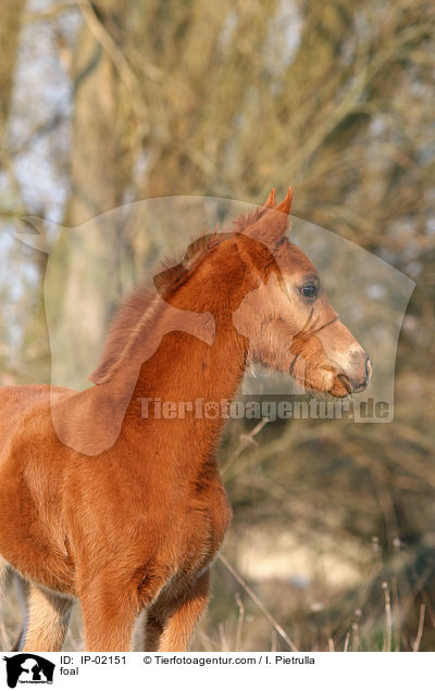 Ungarisches Vollblut Fohlen / foal / IP-02151