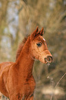 foal