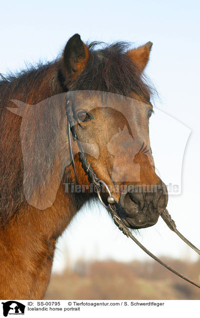 Icelandic horse portrait / SS-00795