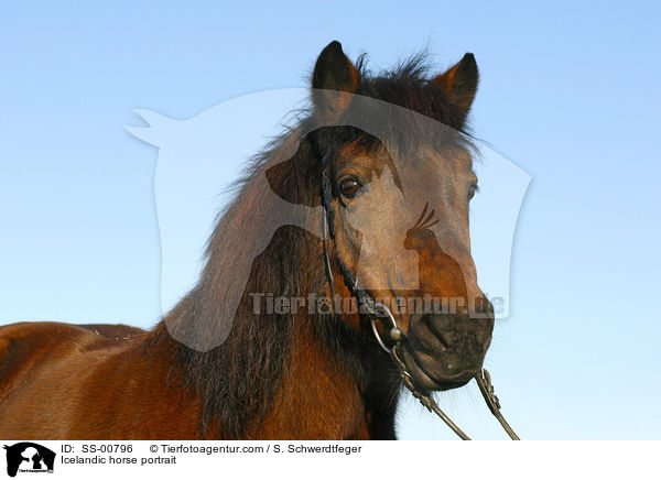 Icelandic horse portrait / SS-00796