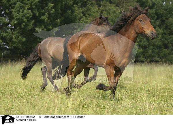 running horses / RR-05402