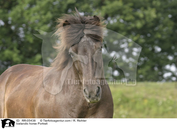 Islandpony Portrait / Icelandic horse Portrait / RR-05438