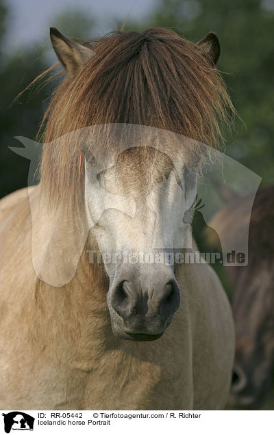 Islandpony Portrait / Icelandic horse Portrait / RR-05442