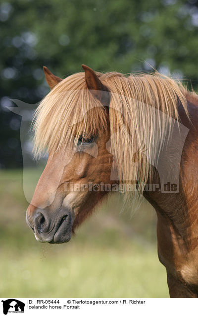 Icelandic horse Portrait / RR-05444