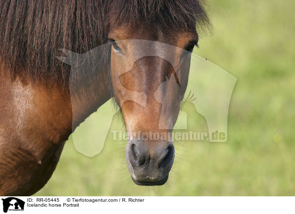 Icelandic horse Portrait / RR-05445