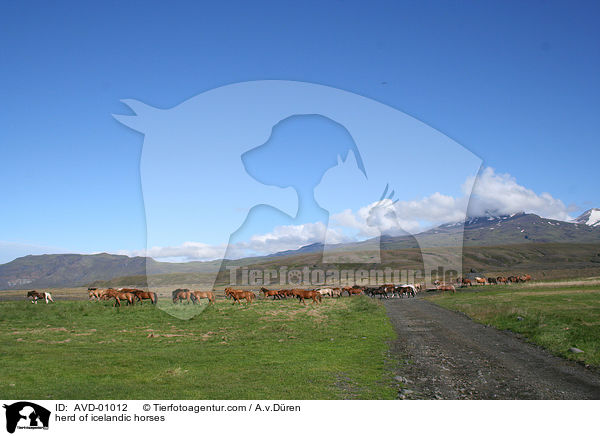 herd of icelandic horses / AVD-01012