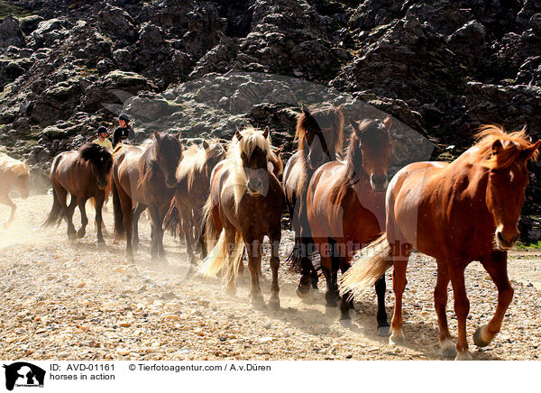 Islandpferde in Aktion / horses in action / AVD-01161