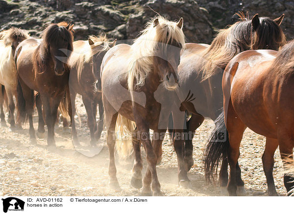 horses in action / AVD-01162