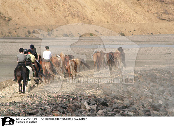 horses in action / AVD-01166